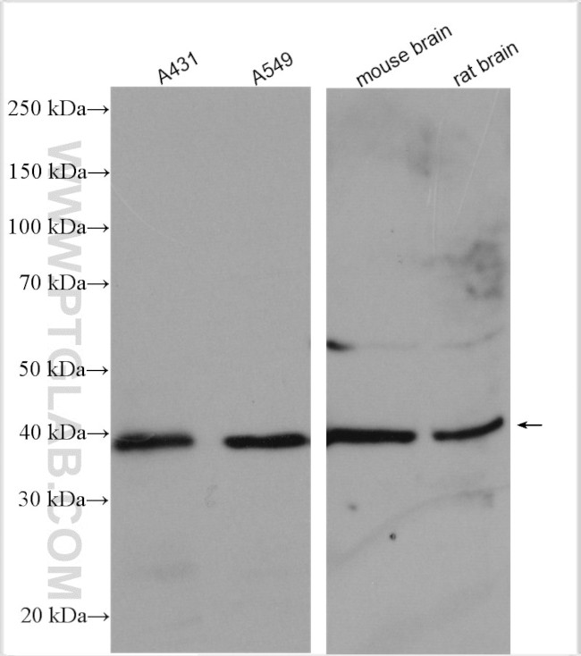 AHSA1 Antibody in Western Blot (WB)