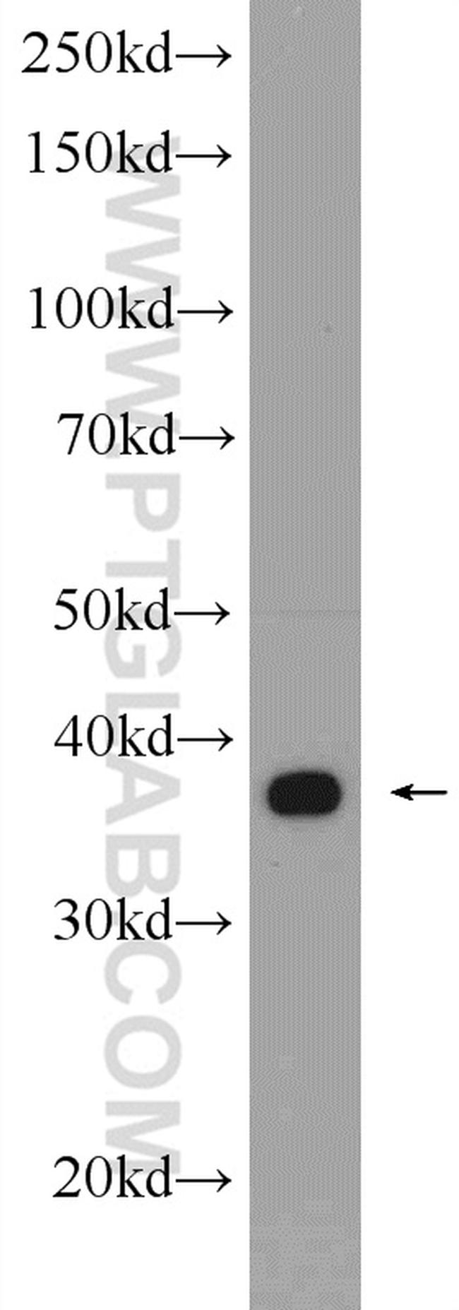 AHSA1 Antibody in Western Blot (WB)