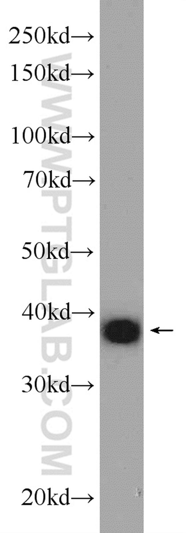 AHSA1 Antibody in Western Blot (WB)