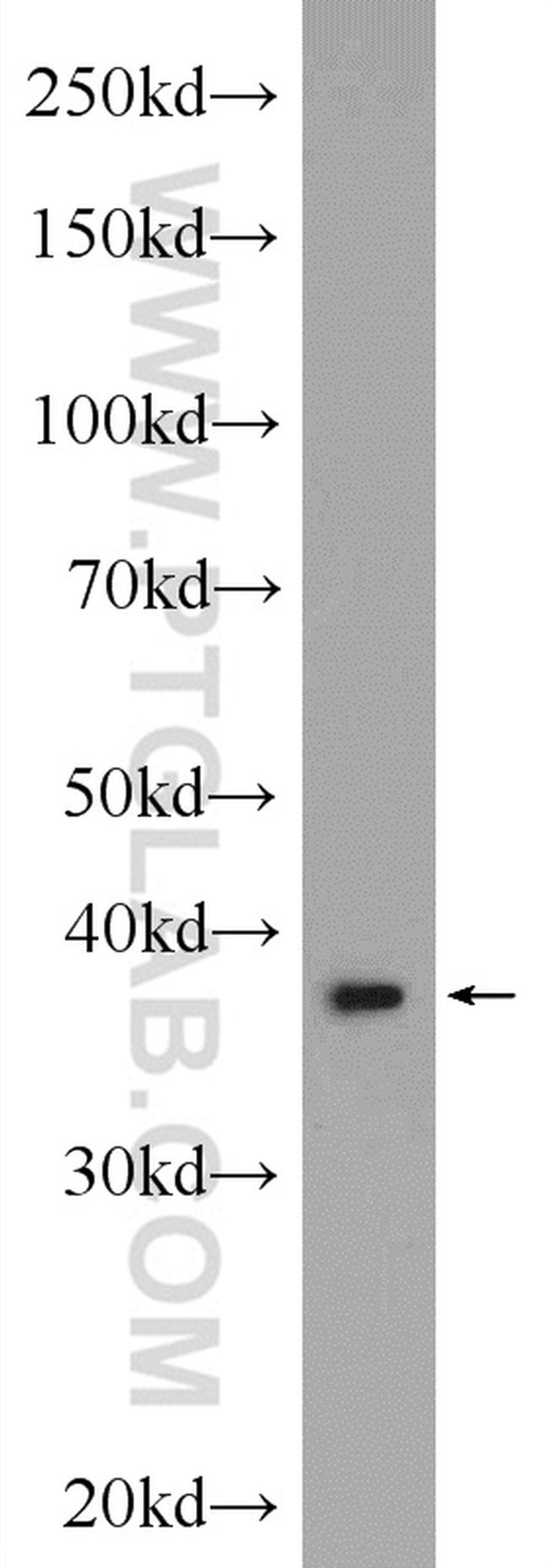 AHSA1 Antibody in Western Blot (WB)