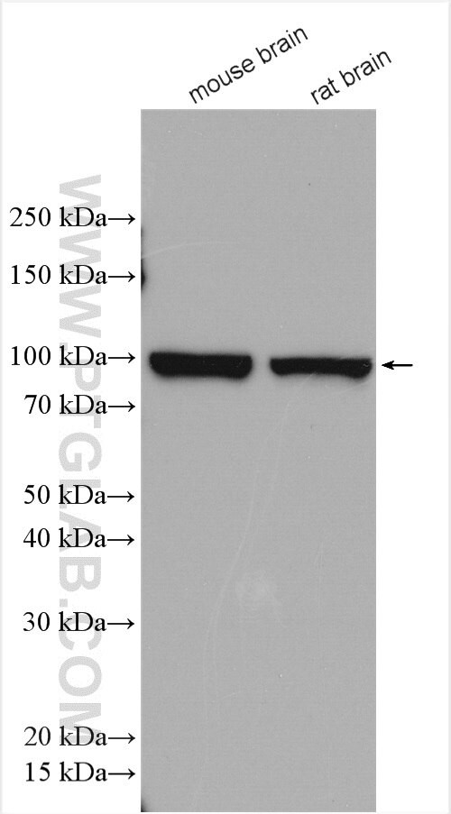 DNM3 Antibody in Western Blot (WB)