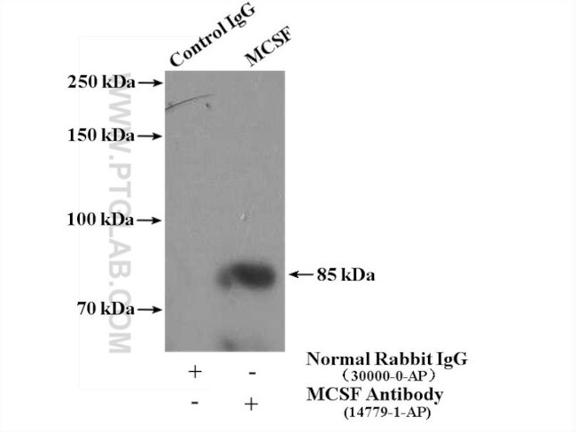 M-CSF Antibody in Immunoprecipitation (IP)