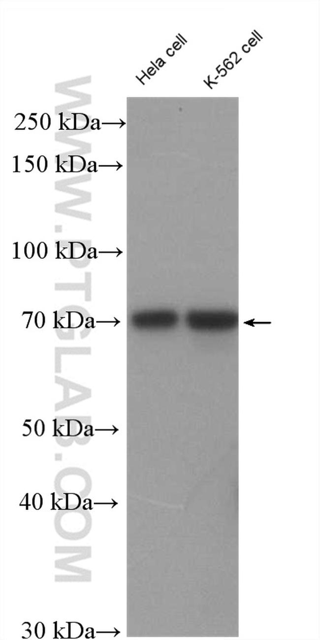 RFX3 Antibody in Western Blot (WB)