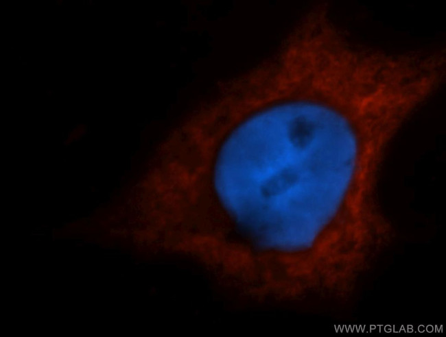 LDHB Antibody in Immunocytochemistry (ICC/IF)