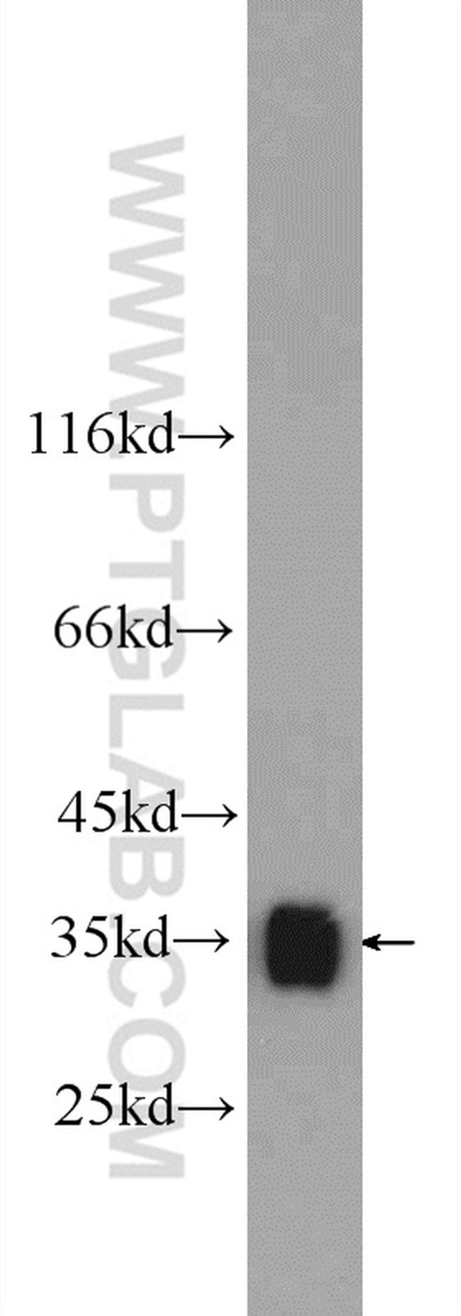 LDHB Antibody in Western Blot (WB)