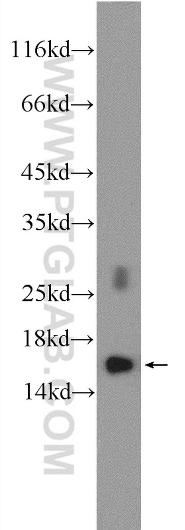 RPL35 Antibody in Western Blot (WB)
