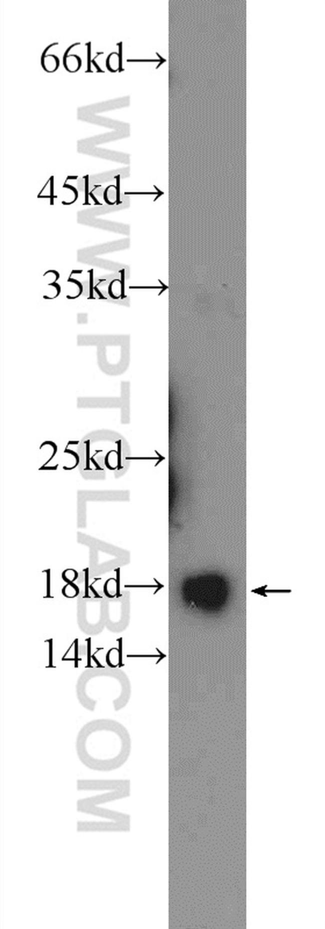 RPS24 Antibody in Western Blot (WB)