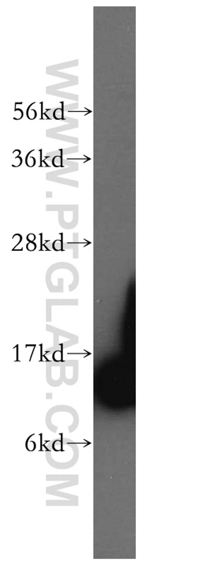 SEC61B Antibody in Western Blot (WB)