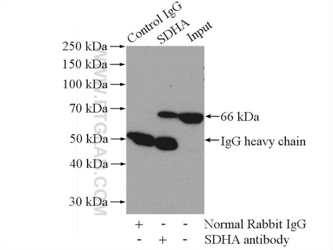 SDHA Antibody in Immunoprecipitation (IP)