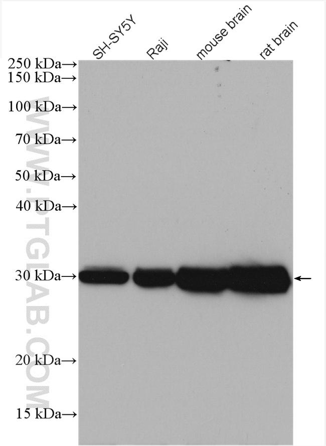 YWHAZ Antibody in Western Blot (WB)