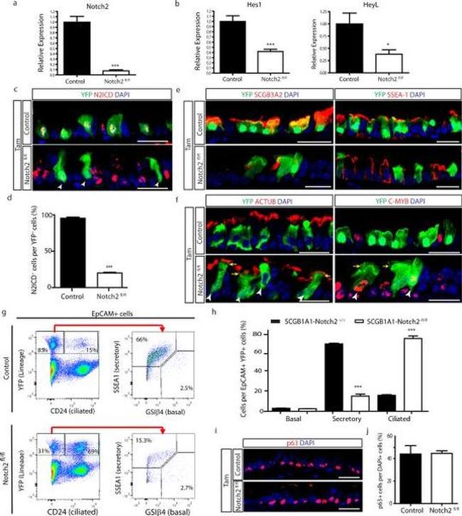 CD326 (EpCAM) Antibody in Flow Cytometry (Flow)