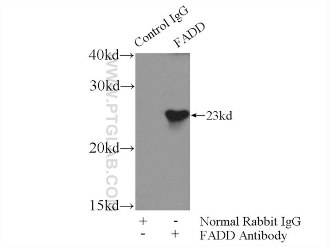 FADD Antibody in Immunoprecipitation (IP)