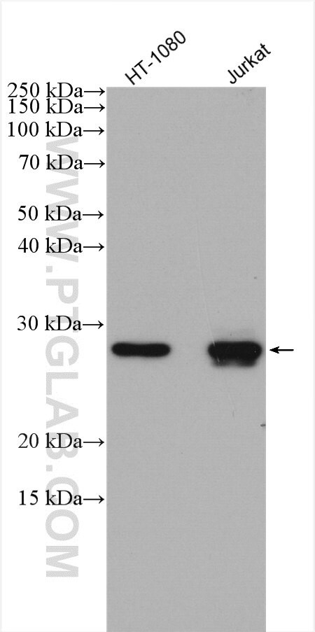 FADD Antibody in Western Blot (WB)