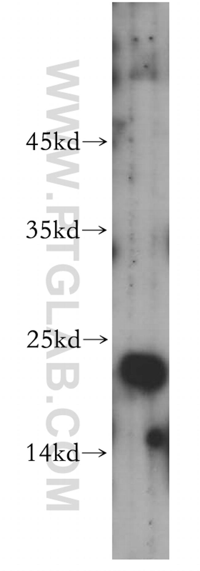 FADD Antibody in Western Blot (WB)