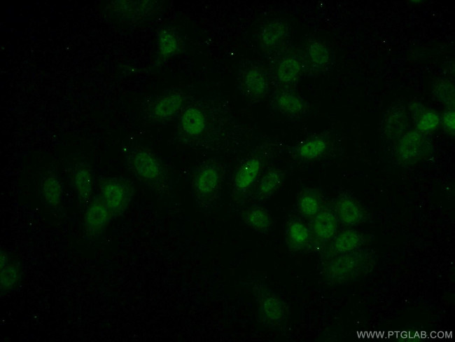 MEPCE Antibody in Immunocytochemistry (ICC/IF)