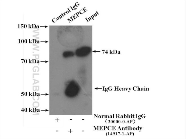 MEPCE Antibody in Immunoprecipitation (IP)