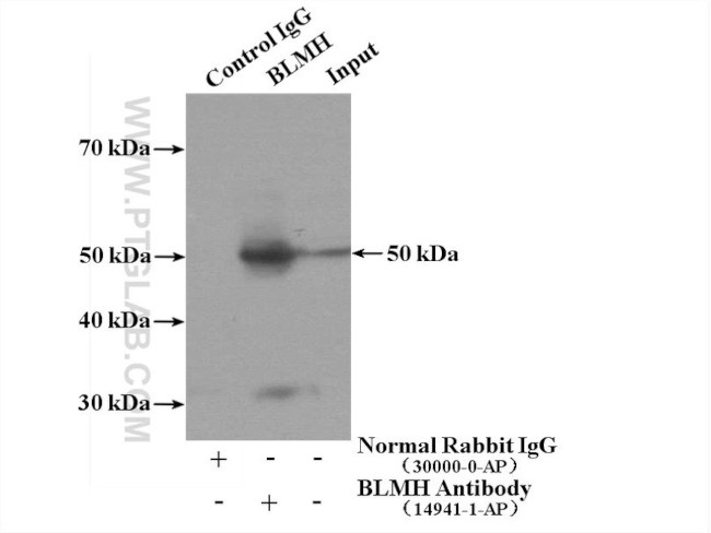BLMH Antibody in Immunoprecipitation (IP)