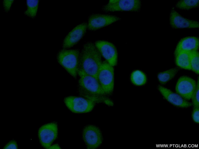 OAS1 Antibody in Immunocytochemistry (ICC/IF)