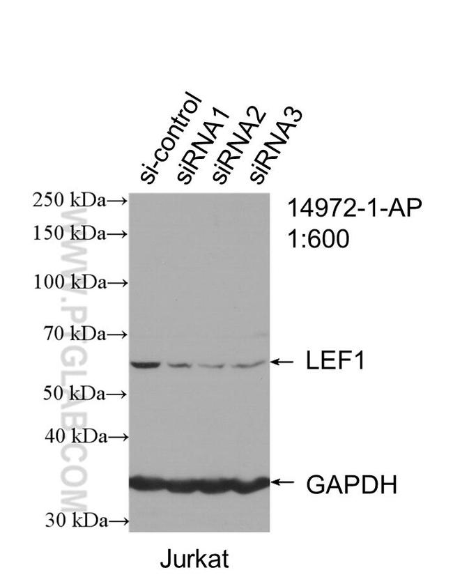 LEF1 Antibody in Western Blot (WB)