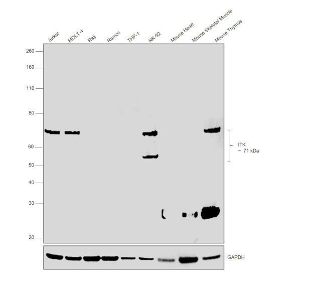 ITK Antibody