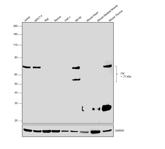 ITK Antibody in Western Blot (WB)