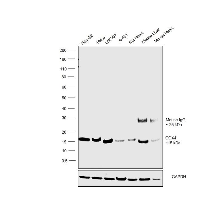 COX4 Monoclonal Antibody (IB52C31H10), eBioscience™