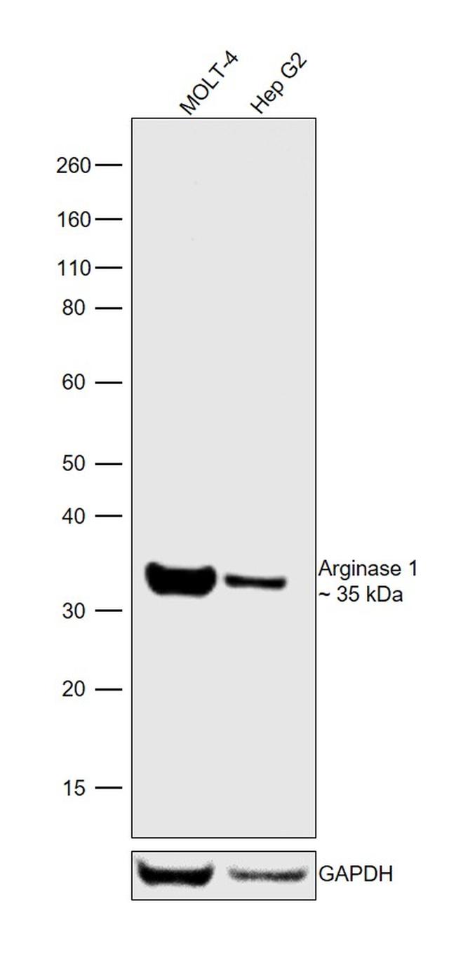 Arginase 1 Antibody in Western Blot (WB)