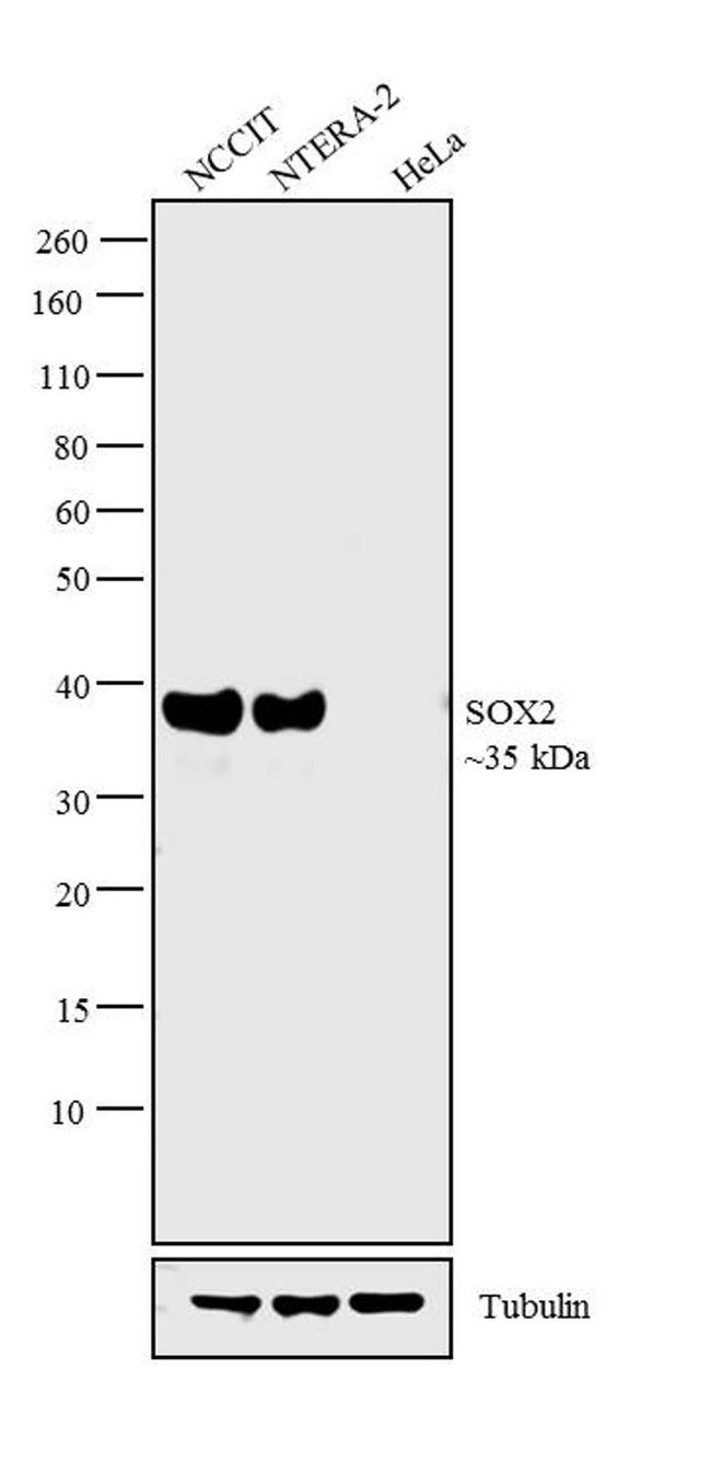 SOX2 Monoclonal Antibody (Btjce), eBioscience™