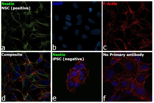 Nestin Monoclonal Antibody (10C2) (14-9843-82)