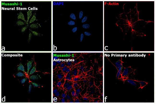 Musashi-1 Antibody