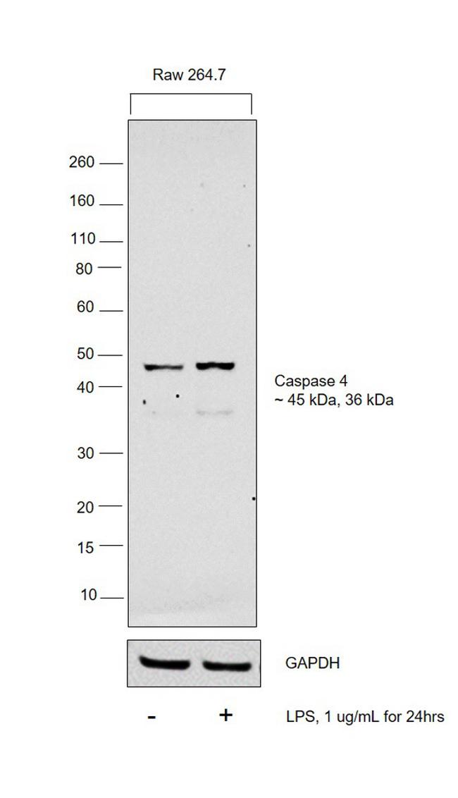 Caspase 11 Antibody