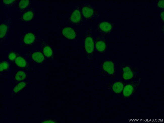 METTL1 Antibody in Immunocytochemistry (ICC/IF)