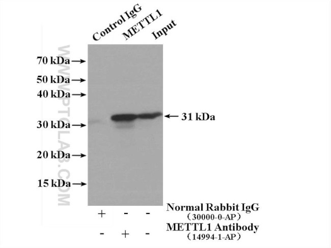 METTL1 Antibody in Immunoprecipitation (IP)