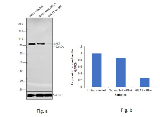 MALT1 Antibody