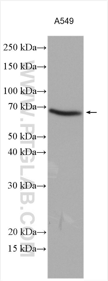 SMOX Antibody in Western Blot (WB)