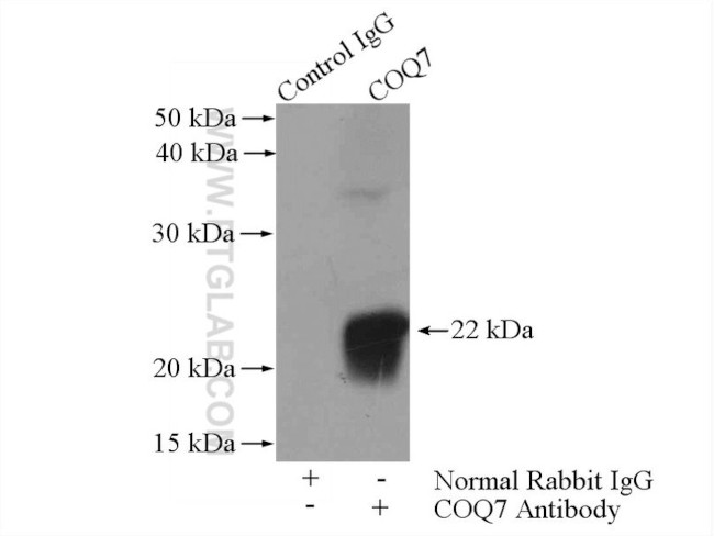 COQ7 Antibody in Immunoprecipitation (IP)