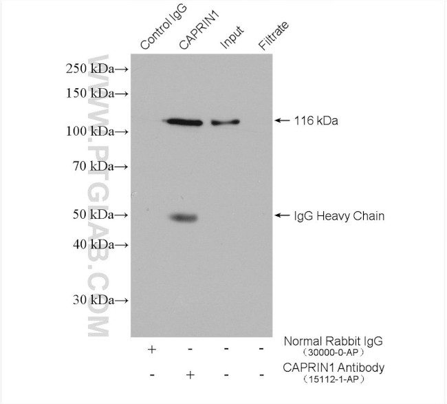 CAPRIN1 Antibody in Immunoprecipitation (IP)