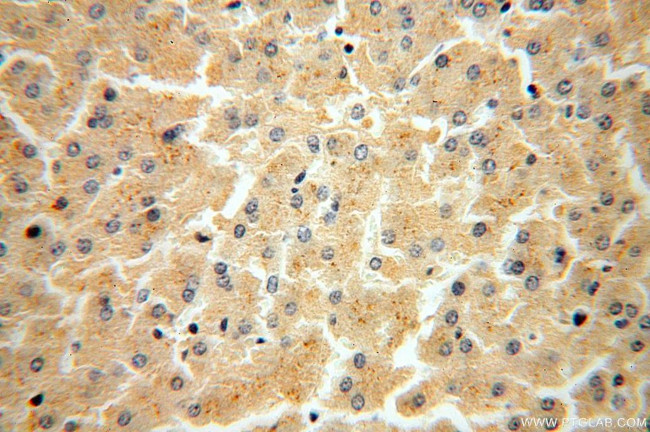 FUCA2 Antibody in Immunohistochemistry (Paraffin) (IHC (P))