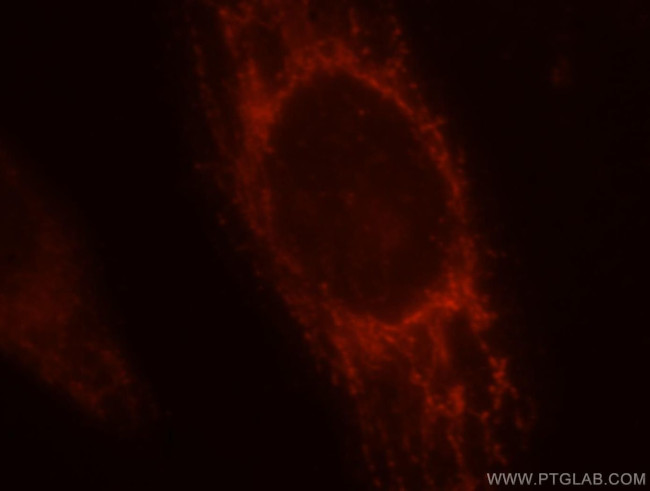 MRPS34 Antibody in Immunocytochemistry (ICC/IF)