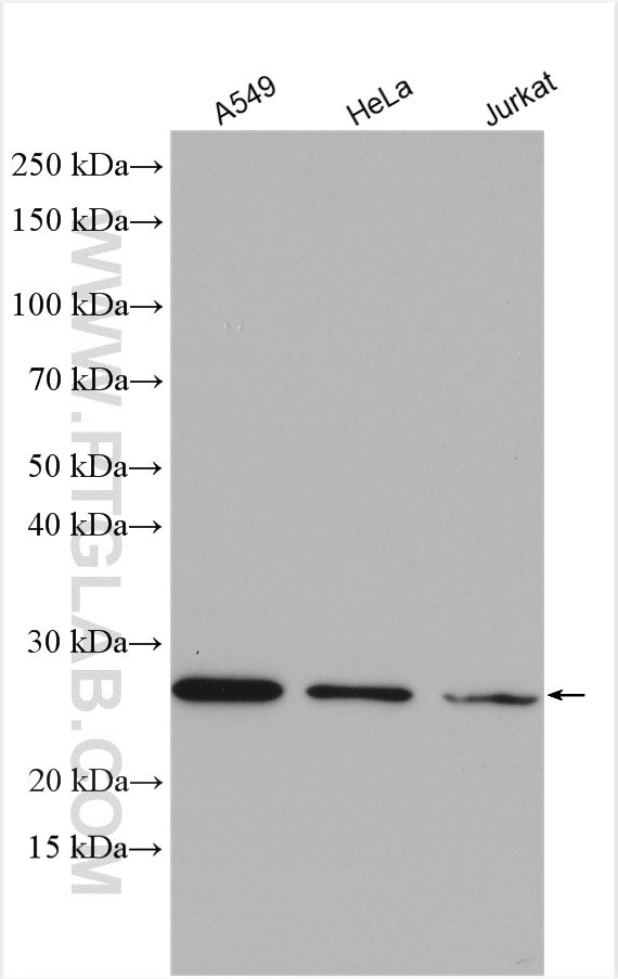 MRPS34 Antibody in Western Blot (WB)