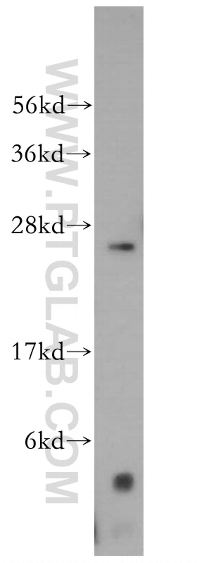 MRPS34 Antibody in Western Blot (WB)