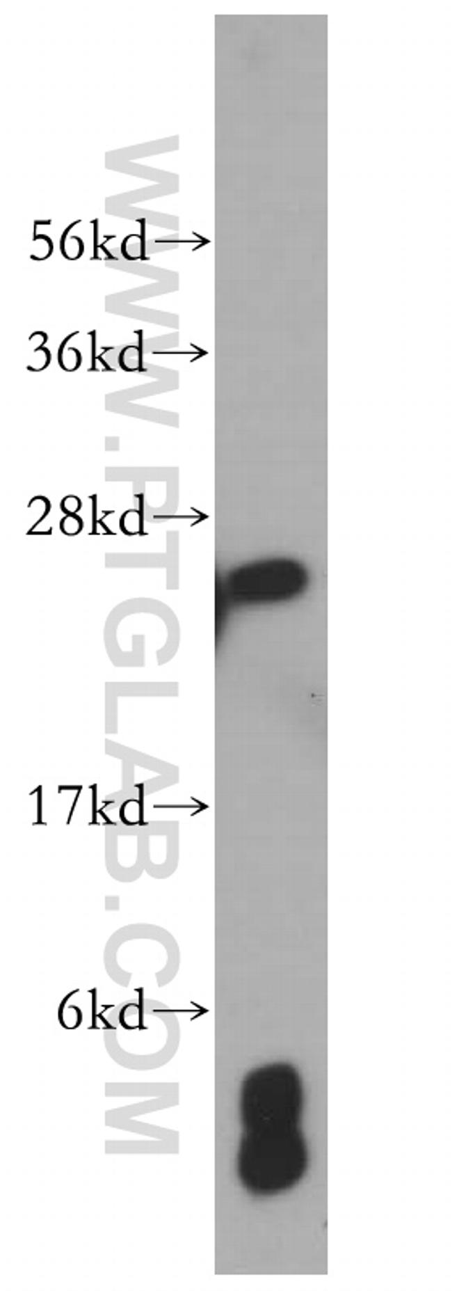 MRPS34 Antibody in Western Blot (WB)