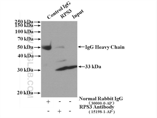 RPS3 Antibody in Immunoprecipitation (IP)