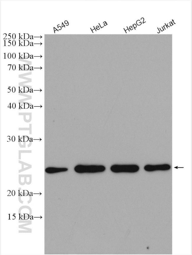 RPB5 Antibody in Western Blot (WB)