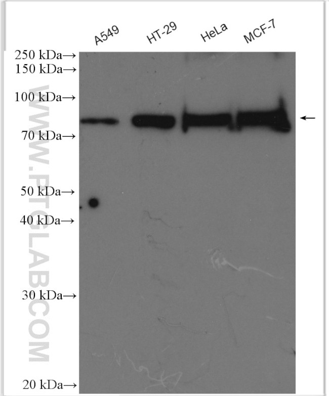 HJURP Antibody in Western Blot (WB)