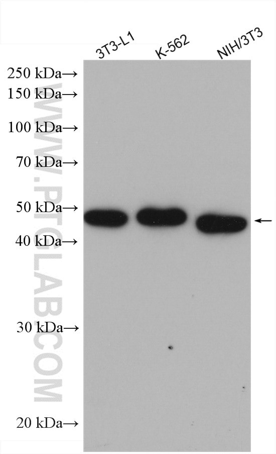 ADRP/Perilipin 2 Antibody in Western Blot (WB)