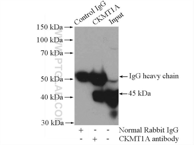 CKMT1A Antibody in Immunoprecipitation (IP)