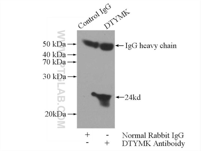 DTYMK Antibody in Immunoprecipitation (IP)