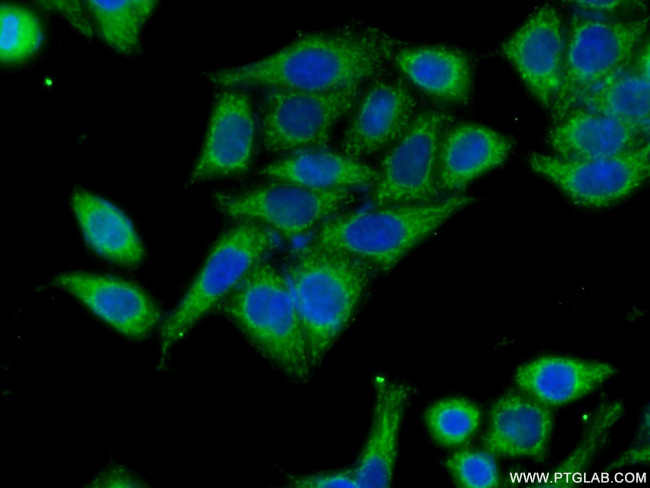 HACL1 Antibody in Immunocytochemistry (ICC/IF)