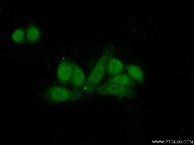 CSTF1 Antibody in Immunocytochemistry (ICC/IF)